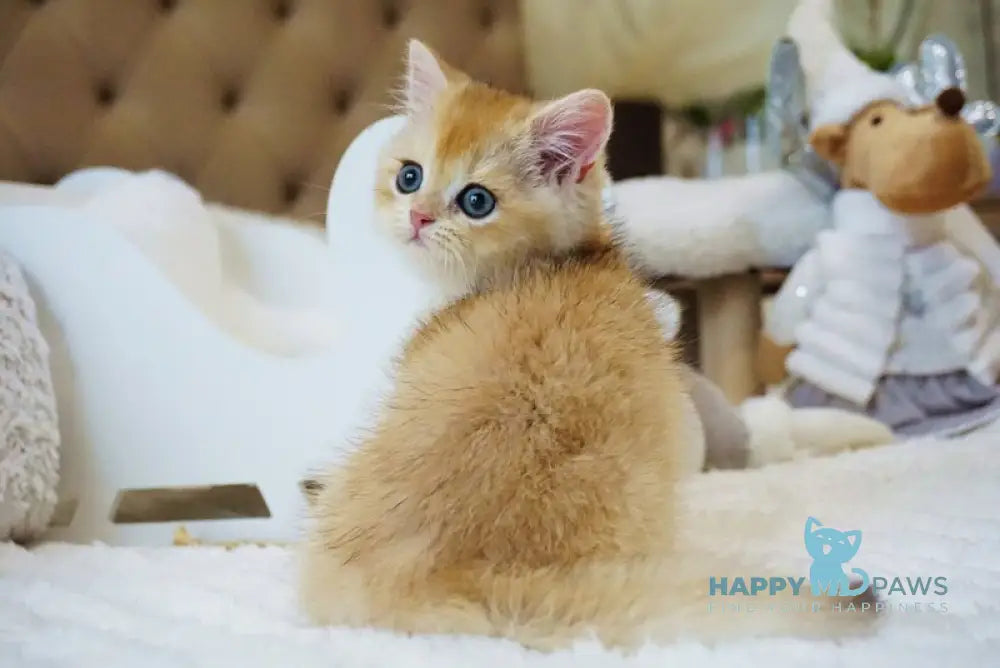 Onika British Shorthair female black golden chinchilla live animals