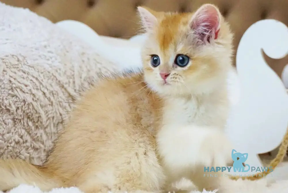 Onika British Shorthair female black golden chinchilla live animals