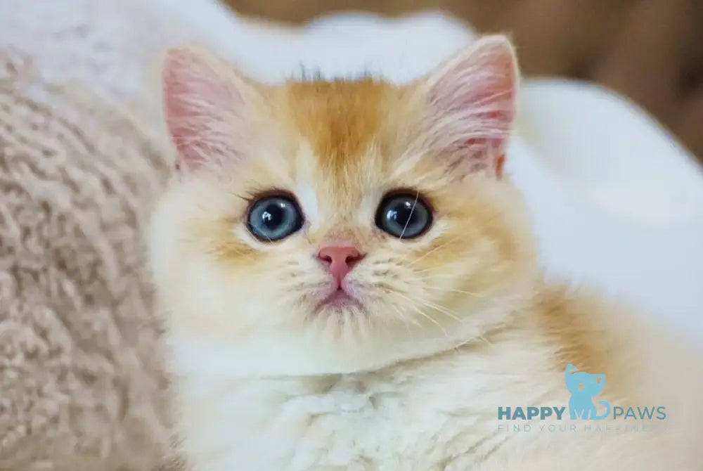 Onika British Shorthair female black golden chinchilla live animals