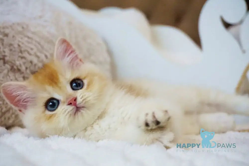 Onika British Shorthair female black golden chinchilla live animals