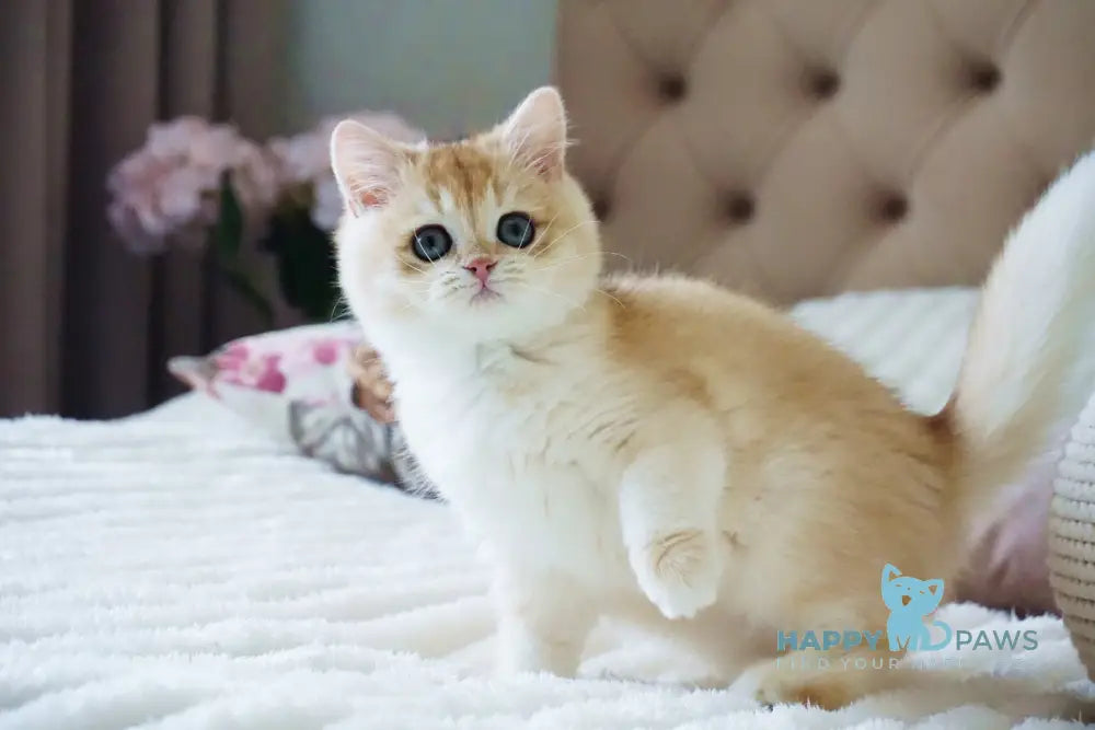 Onika British Shorthair female black golden chinchilla live animals