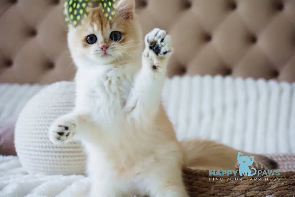 Onika British Shorthair female black golden chinchilla live animals