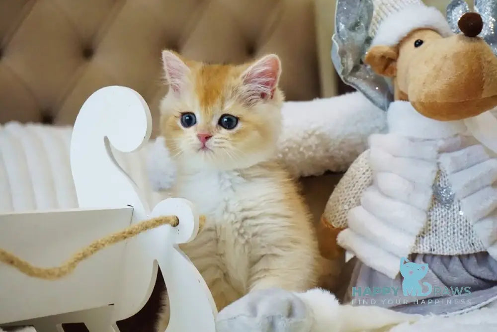 Onika British Shorthair female black golden chinchilla live animals