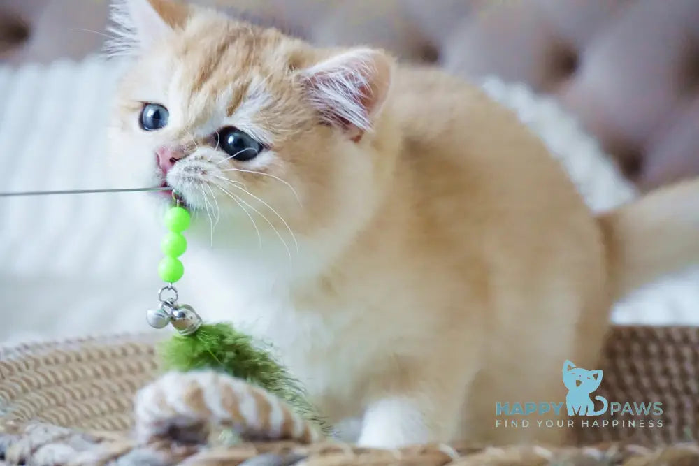 Onika British Shorthair female black golden chinchilla live animals