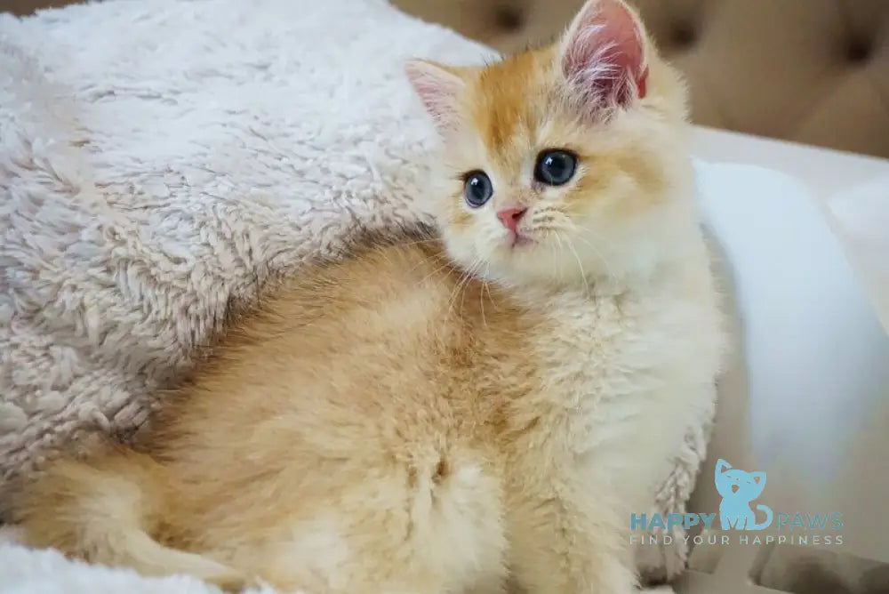 Onika British Shorthair female black golden chinchilla live animals