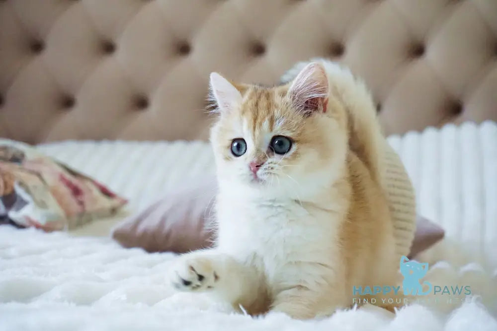 Onika British Shorthair female black golden chinchilla live animals