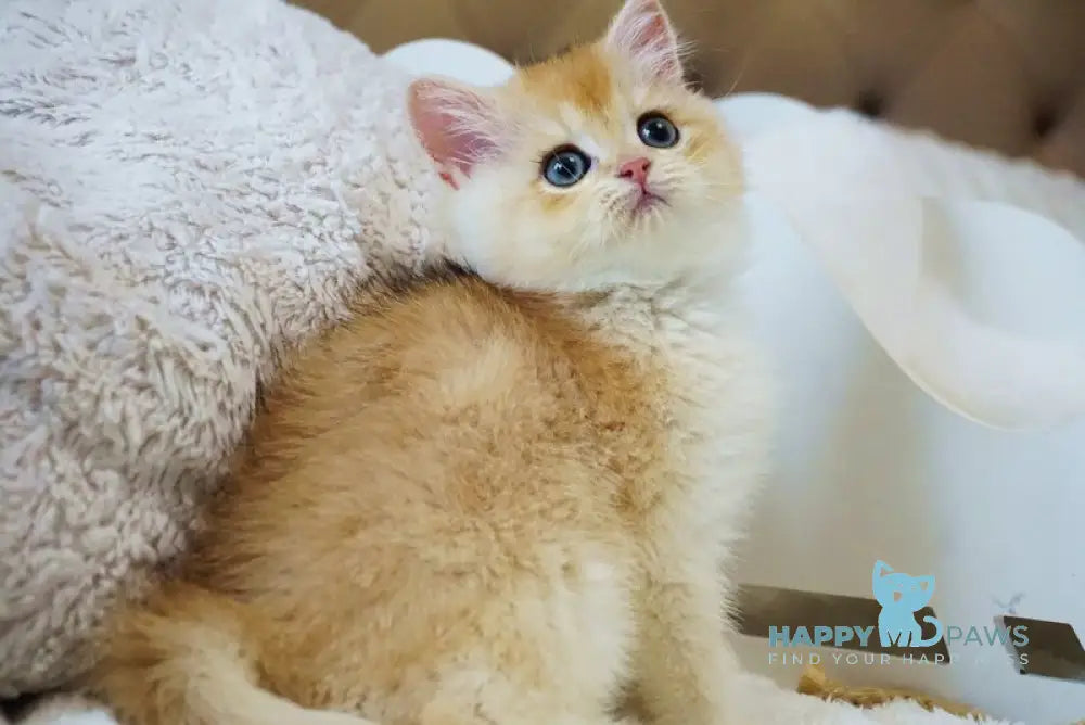 Onika British Shorthair female black golden chinchilla live animals