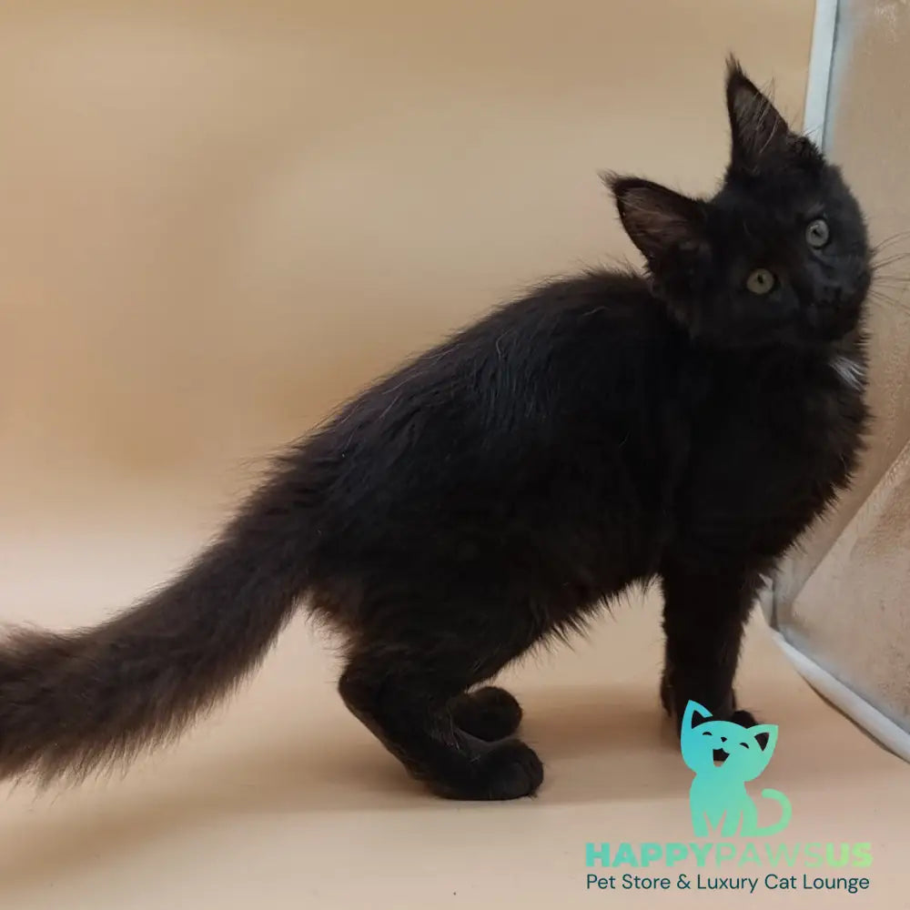Onika Maine Coon female black - live animals