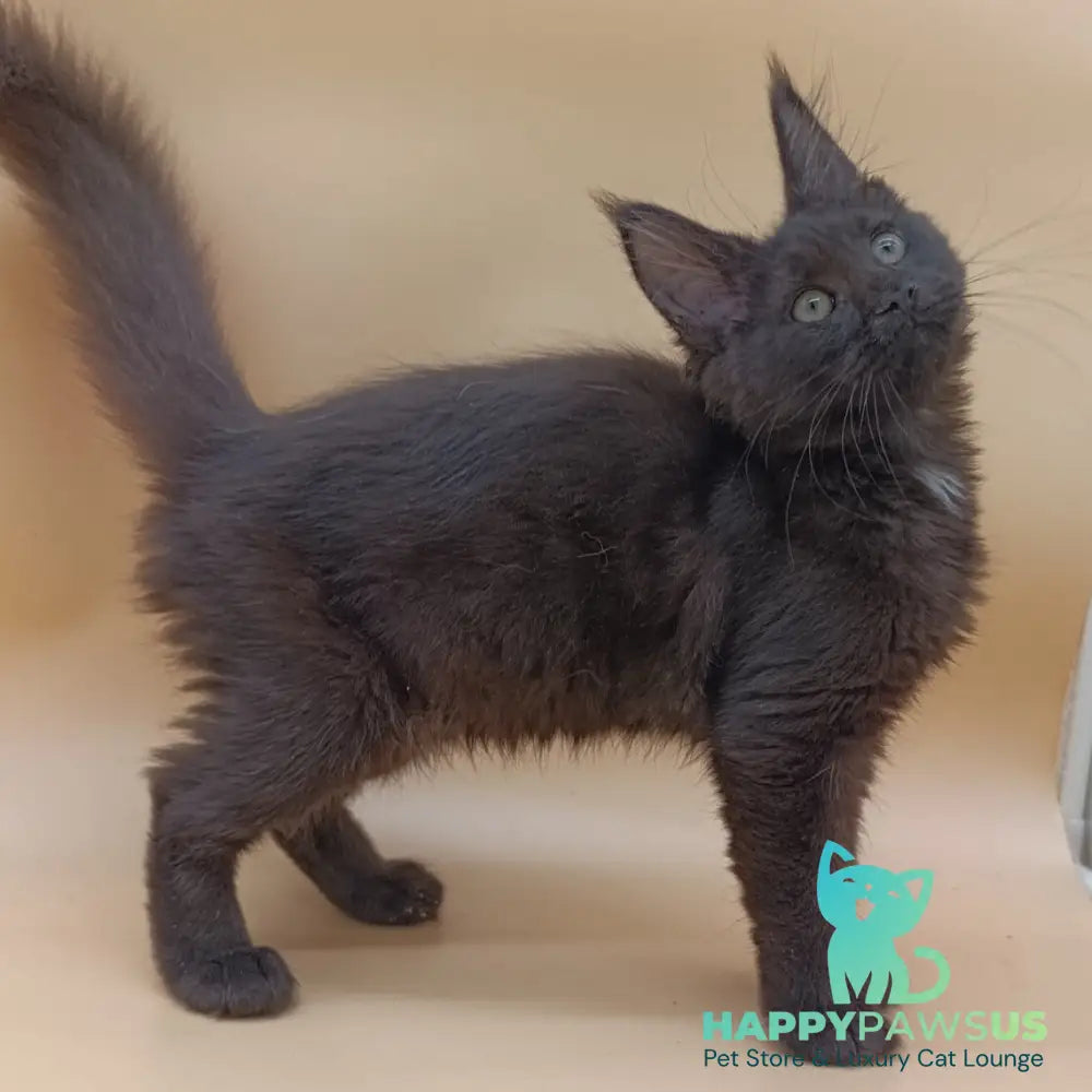 Onika Maine Coon female black - live animals