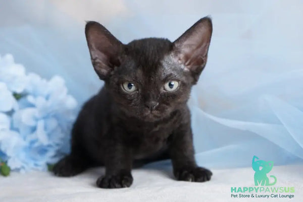Oniks Devon Rex male black - live animals