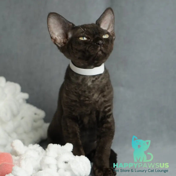 Oniks Devon Rex male black - live animals