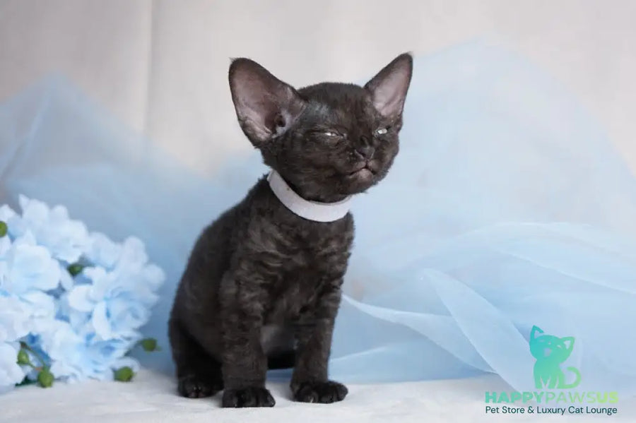 Oniks Devon Rex male black - live animals