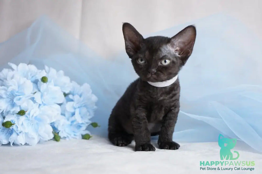 Oniks Devon Rex male black - live animals