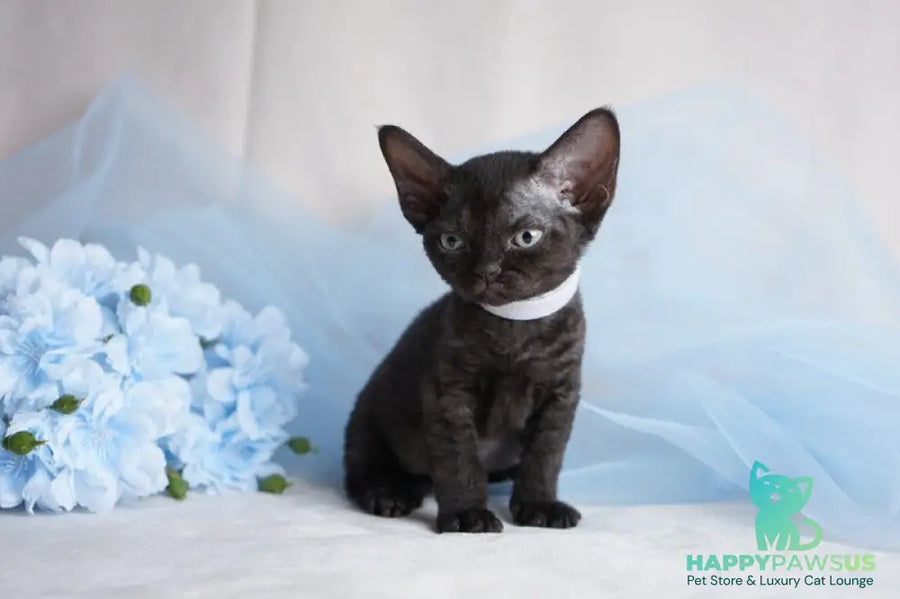 Oniks Devon Rex male black - live animals