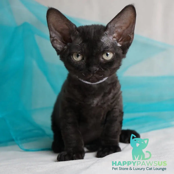 Oniks Devon Rex male black - live animals