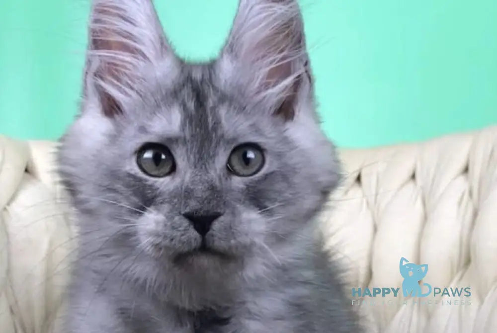 Oniks Maine Coon male black silver live animals