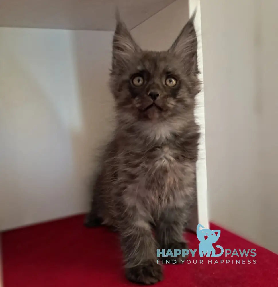 Oniks Maine Coon male black smoke live animals