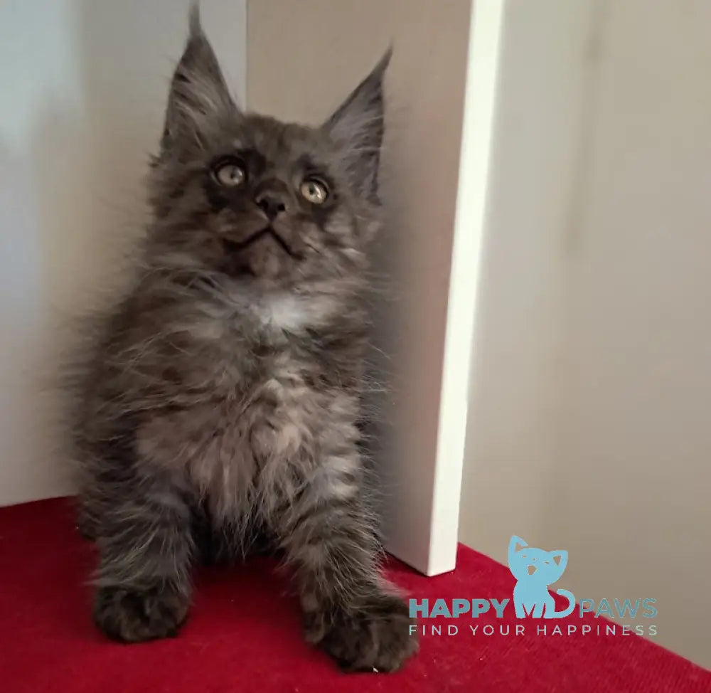 Oniks Maine Coon male black smoke live animals