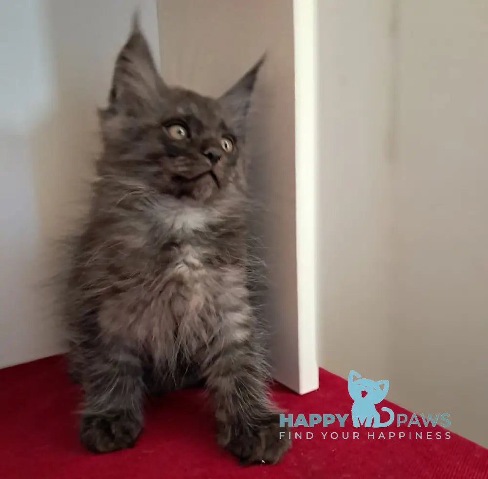 Oniks Maine Coon male black smoke live animals