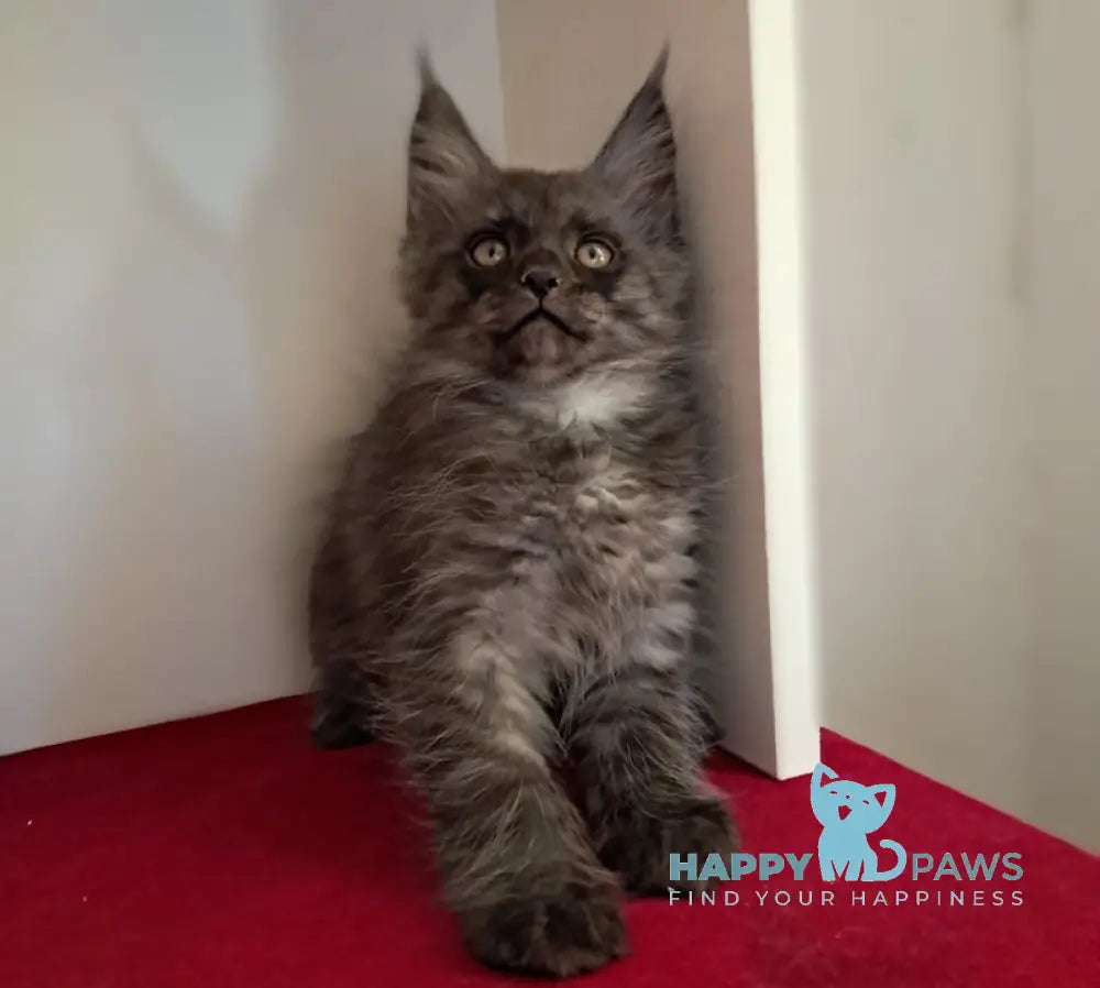 Oniks Maine Coon male black smoke live animals