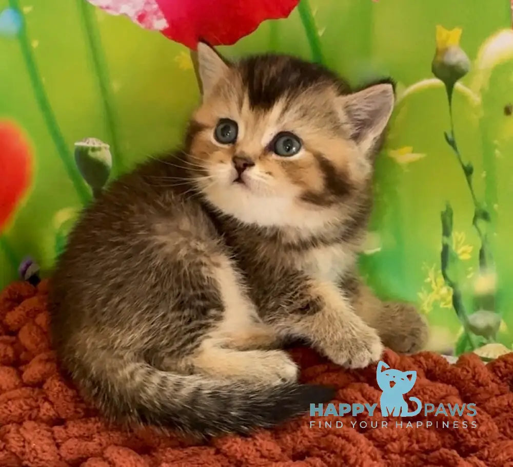 Oniks Scottish Straight male black ticked tabby live animals