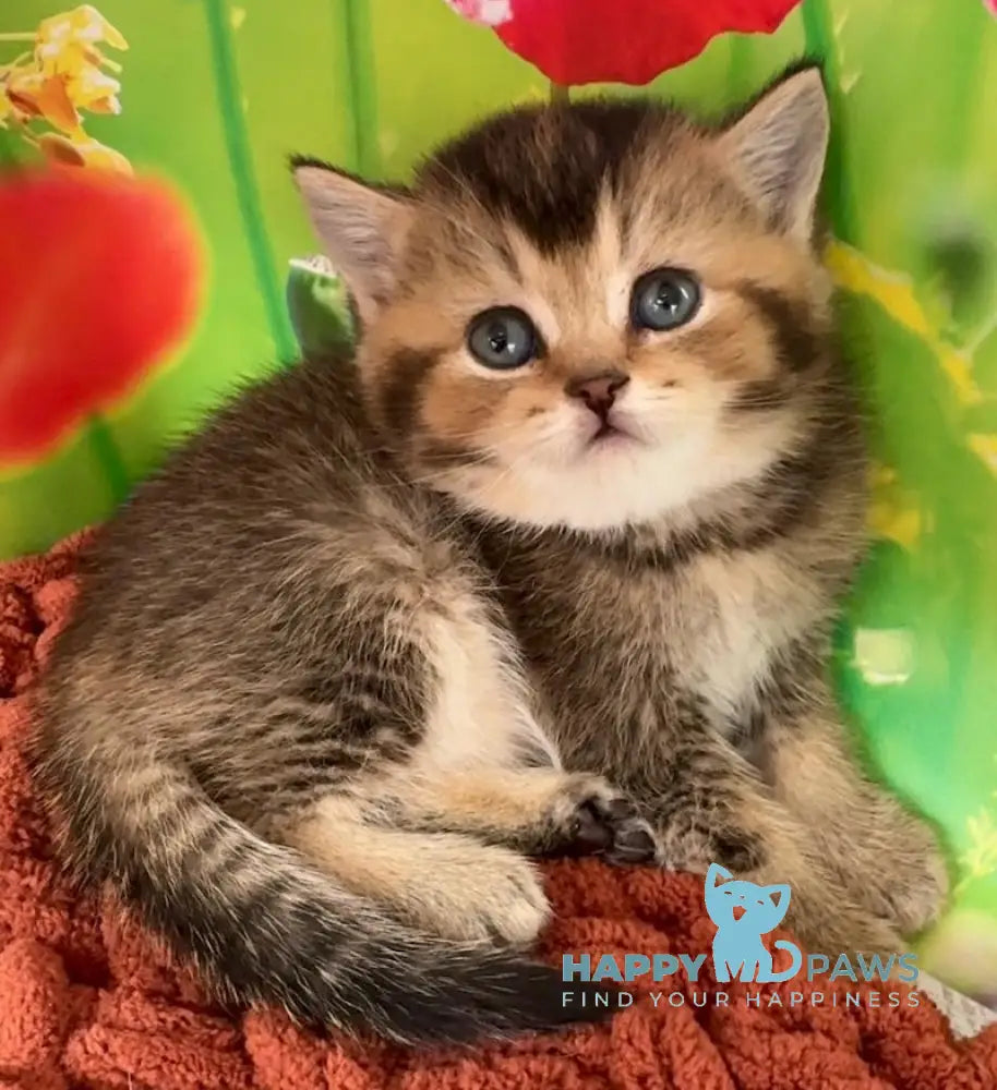 Oniks Scottish Straight male black ticked tabby live animals