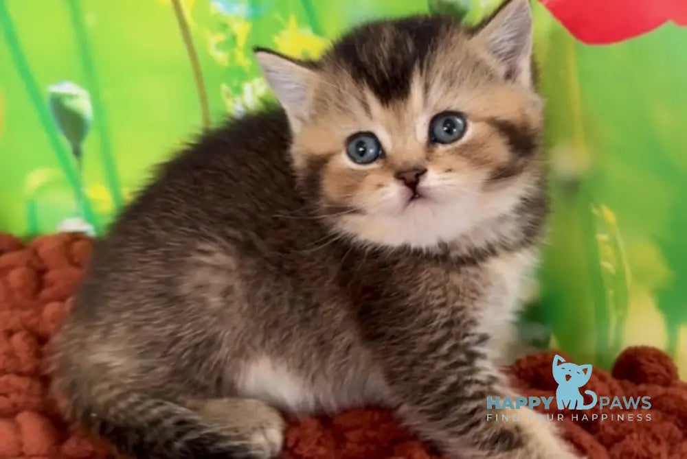 Oniks Scottish Straight male black ticked tabby live animals