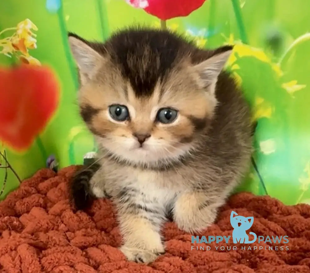 Oniks Scottish Straight male black ticked tabby live animals
