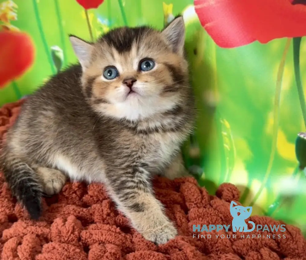 Oniks Scottish Straight male black ticked tabby live animals