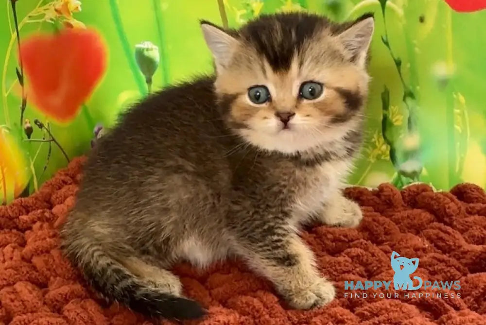 Oniks Scottish Straight male black ticked tabby live animals