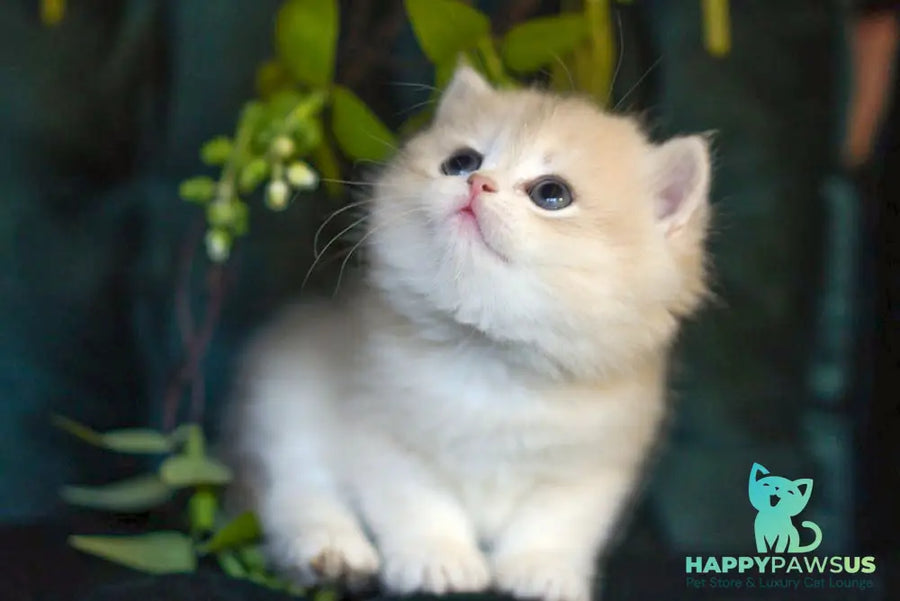 Onix British Shorthair male blue golden shaded - live animals