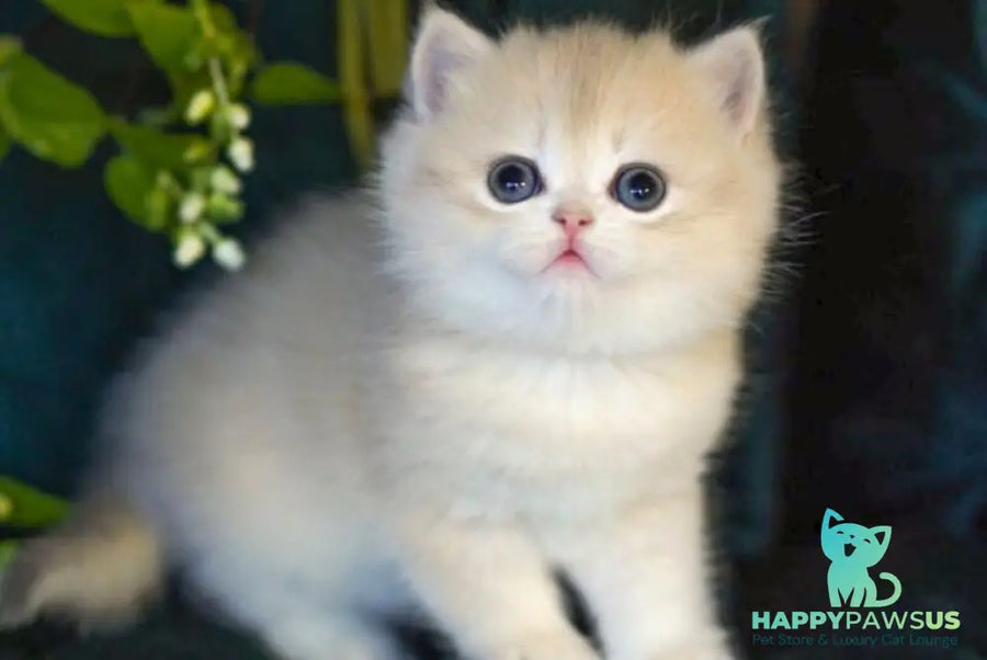 Onix British Shorthair male blue golden shaded - live animals
