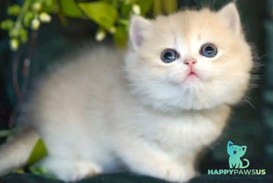 Onix British Shorthair male blue golden shaded - live animals