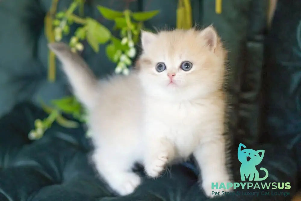 Onix British Shorthair male blue golden shaded - live animals