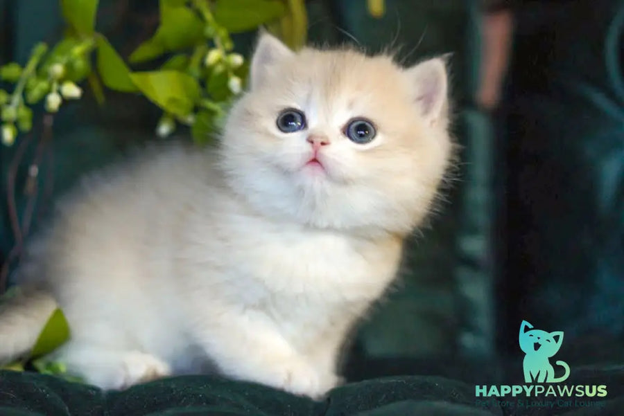 Onix British Shorthair male blue golden shaded - live animals