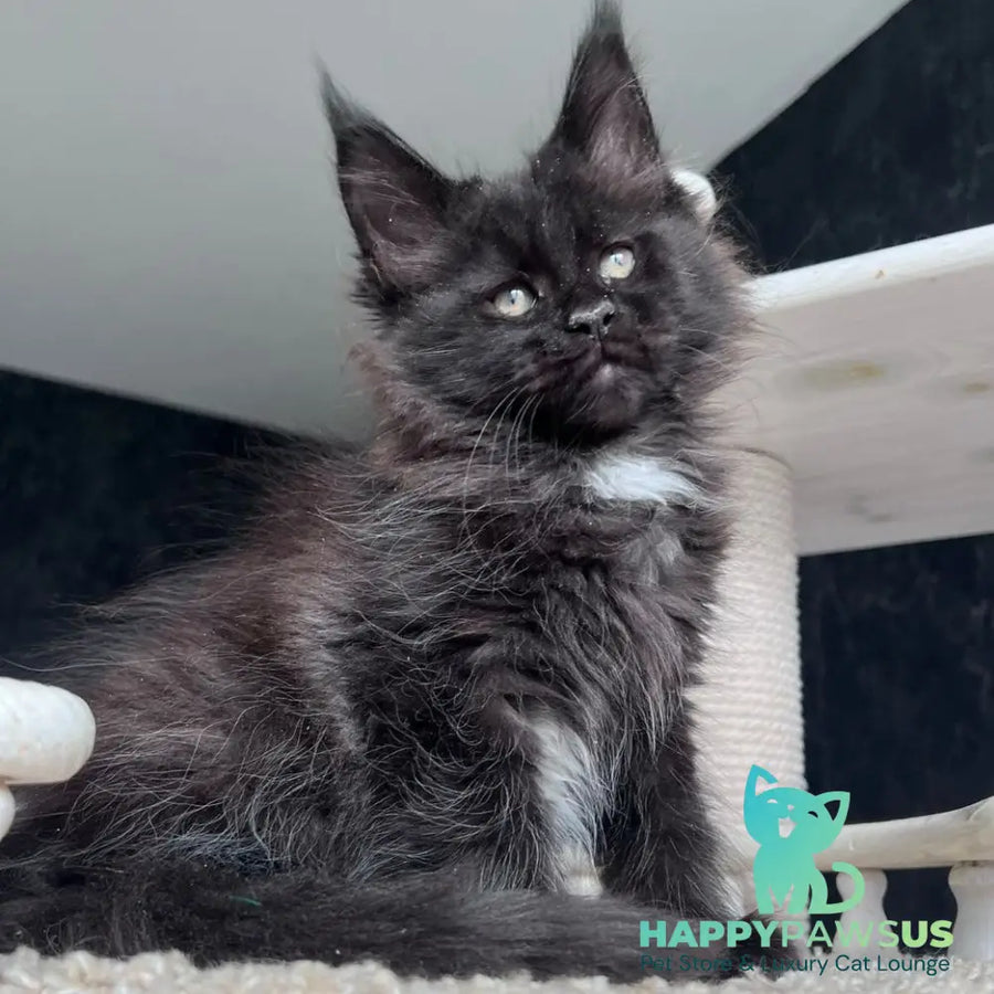 Onix Maine Coon female black with white - live animals