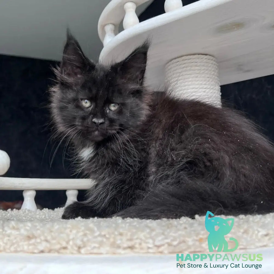 Onix Maine Coon female black with white - live animals