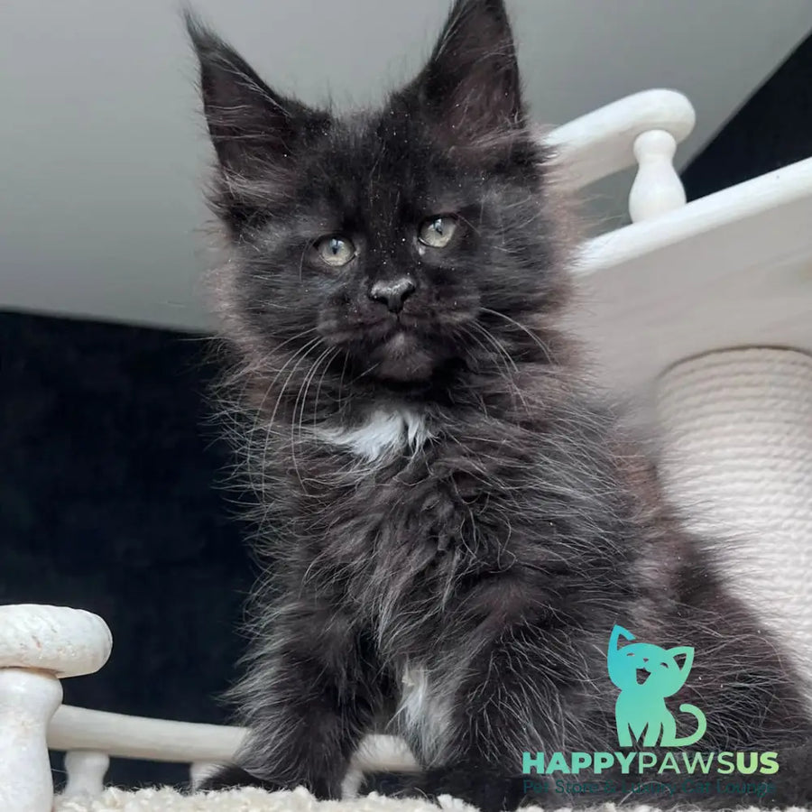 Onix Maine Coon female black with white - live animals