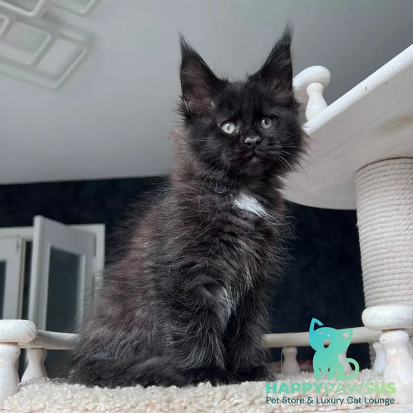 Onix Maine Coon female black with white - live animals