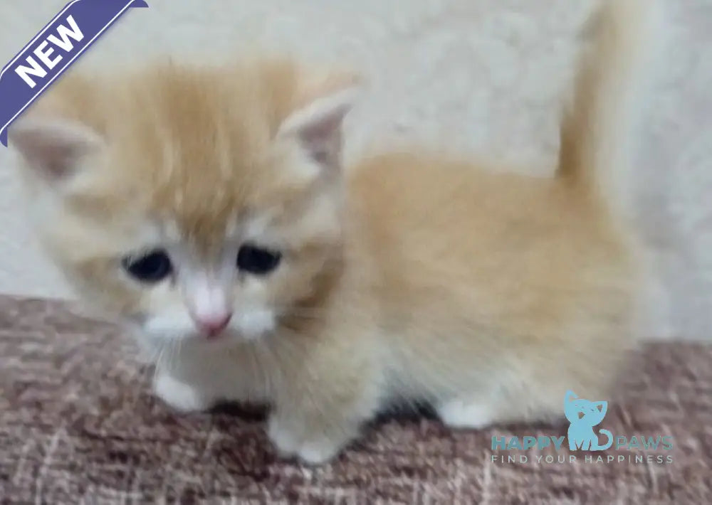 Onix Munchkin male black golden chinchilla live animals