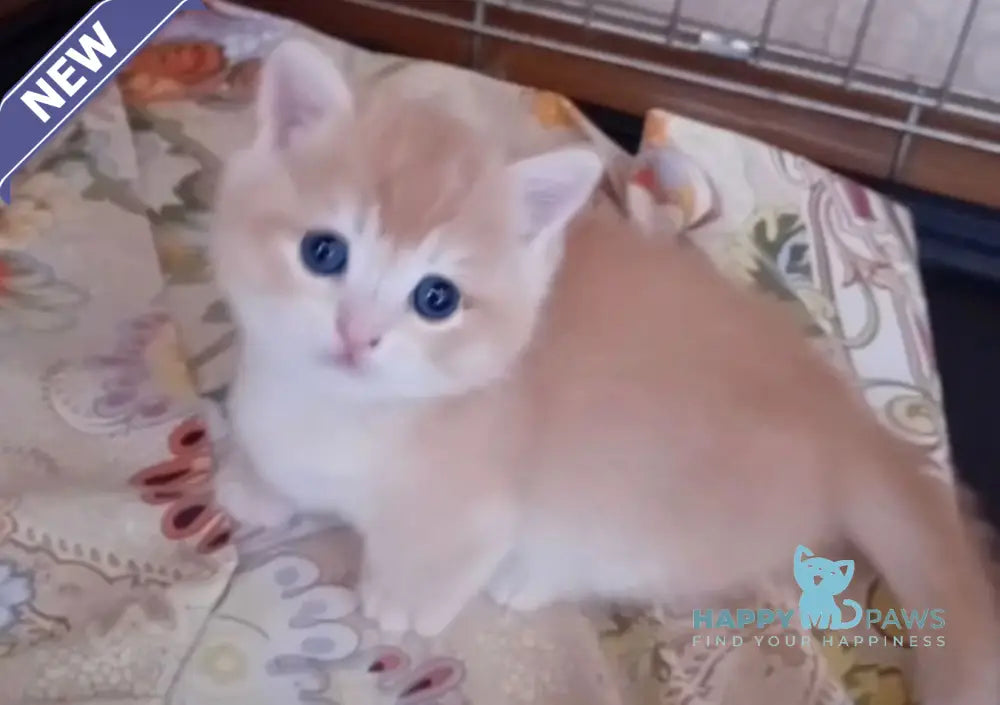 Onix Munchkin male black golden chinchilla live animals