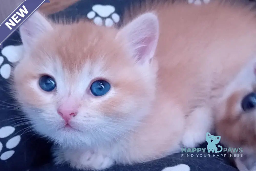 Onix Munchkin male black golden chinchilla live animals