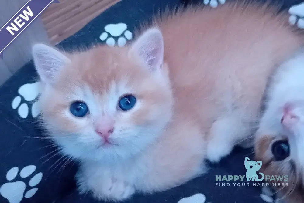 Onix Munchkin male black golden chinchilla live animals