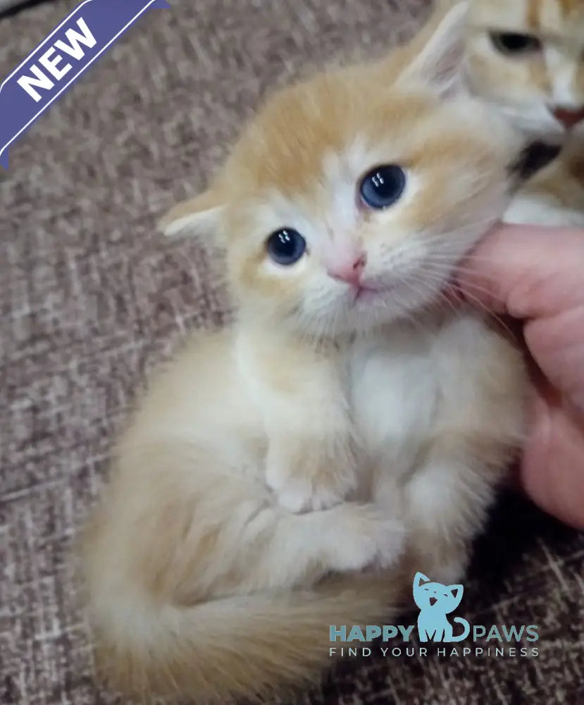 Onix Munchkin male black golden chinchilla live animals