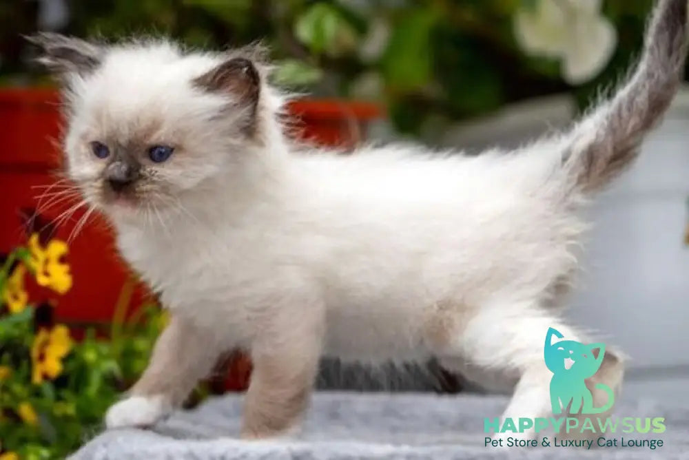 Onix Ragdoll male seal mitted - live animals