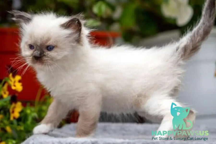 Onix Ragdoll male seal mitted - live animals