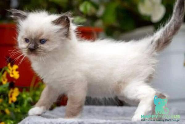 Onix Ragdoll male seal mitted - live animals