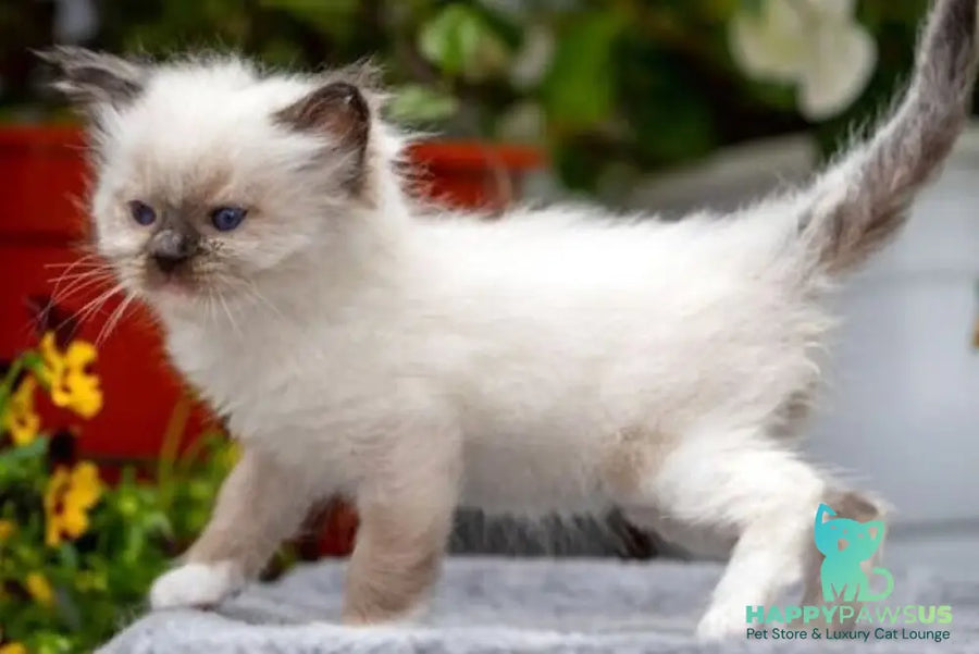 Onix Ragdoll male seal mitted - live animals