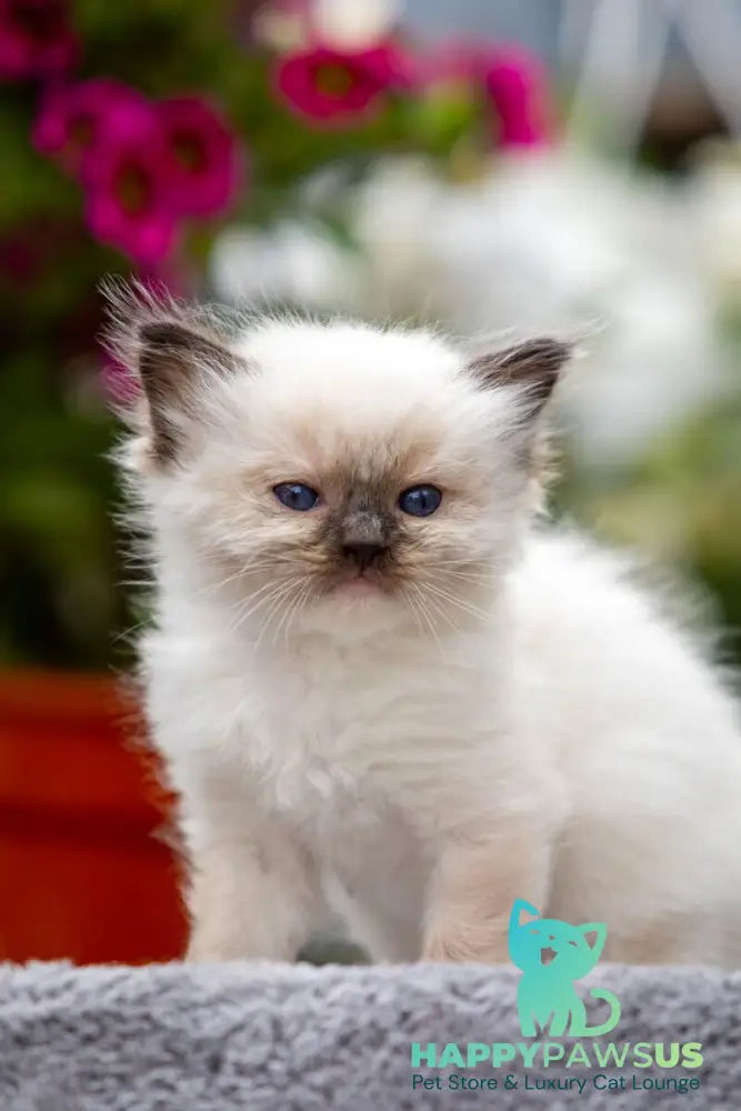 Onix Ragdoll male seal mitted - live animals
