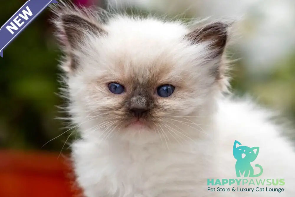 Onix Ragdoll male seal mitted - live animals
